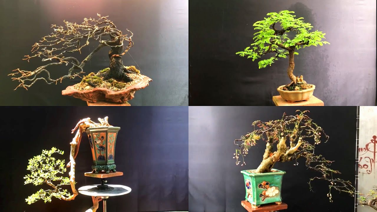 Bonsai Vietnam: Ngắm những tác phẩm bonsai phong cách tự nhiên của nghệ nhân Bình Định