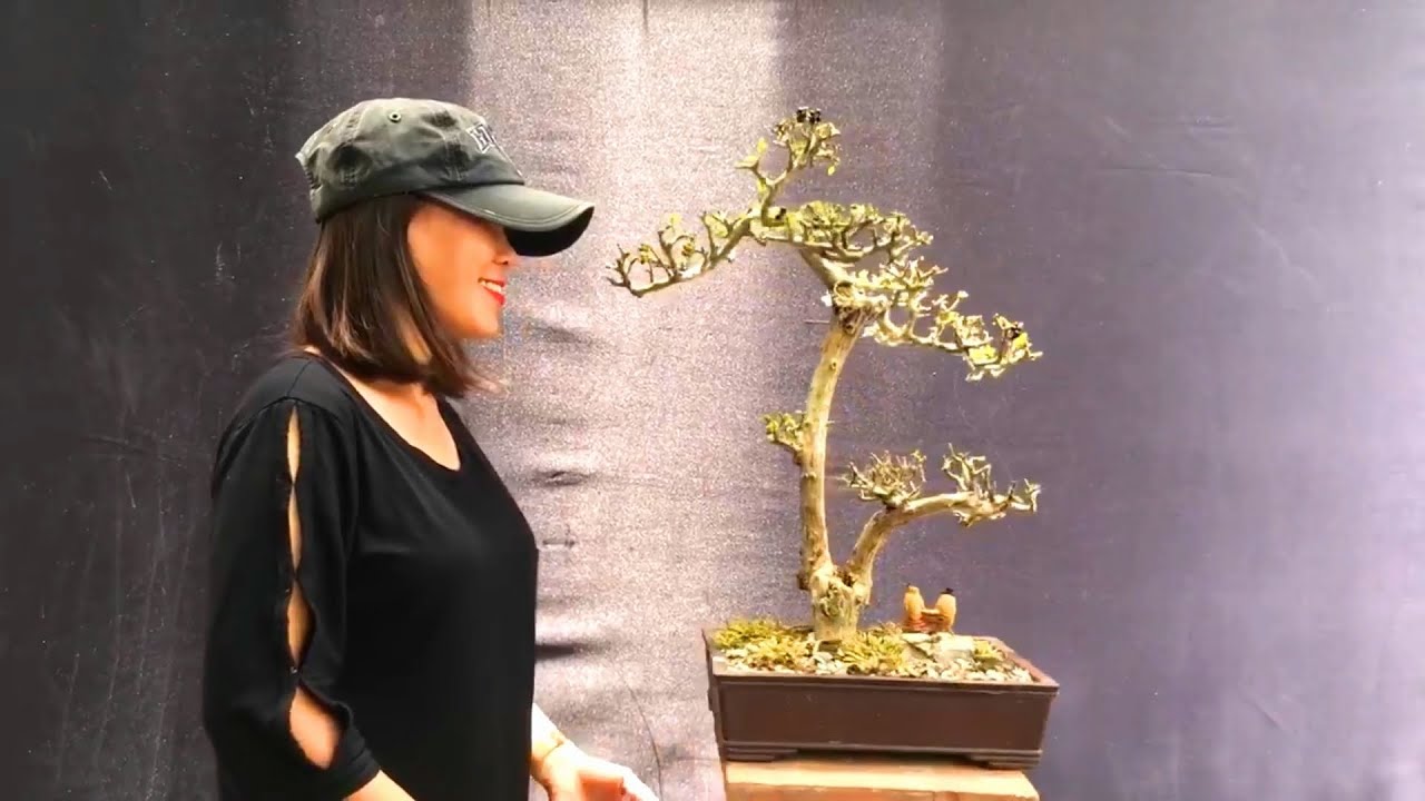 Bonsai Vietnam: Nghệ nhân Việt chia sẻ những tác phẩm đẹp tháng 8 | Phần 3