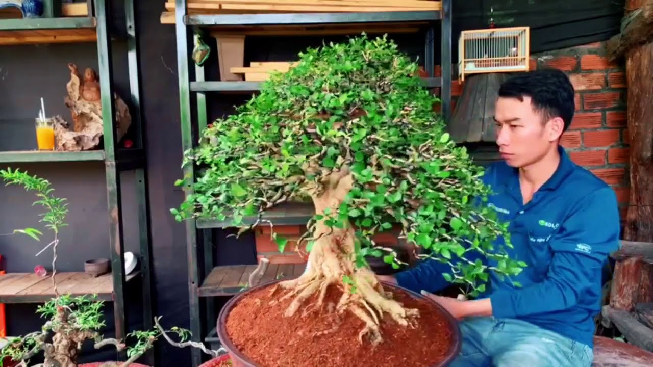 Bonsai Vietnam: Nghệ nhân chia sẻ những tác phẩm đẹp mùa dịch