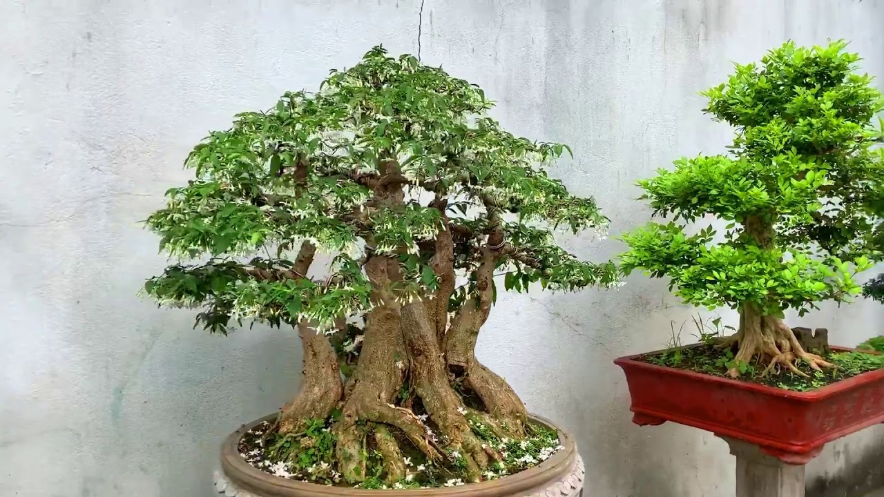 Bonsai Vietnam: Top bonsai tháng 6 của nghệ nhân Việt