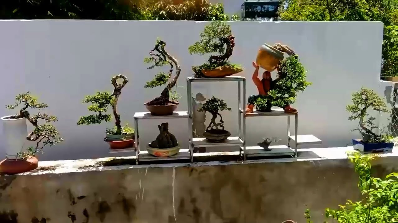 Bonsai Vietnam: Vườn và Cây đẹp của các nghệ nhân Việt