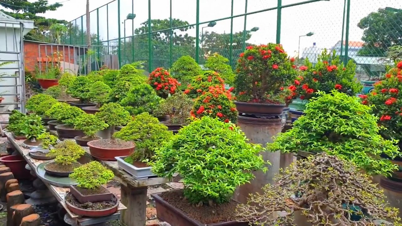 Bonsai Vietnam: Vườn và cây đẹp tháng 6 của nghệ nhân Việt