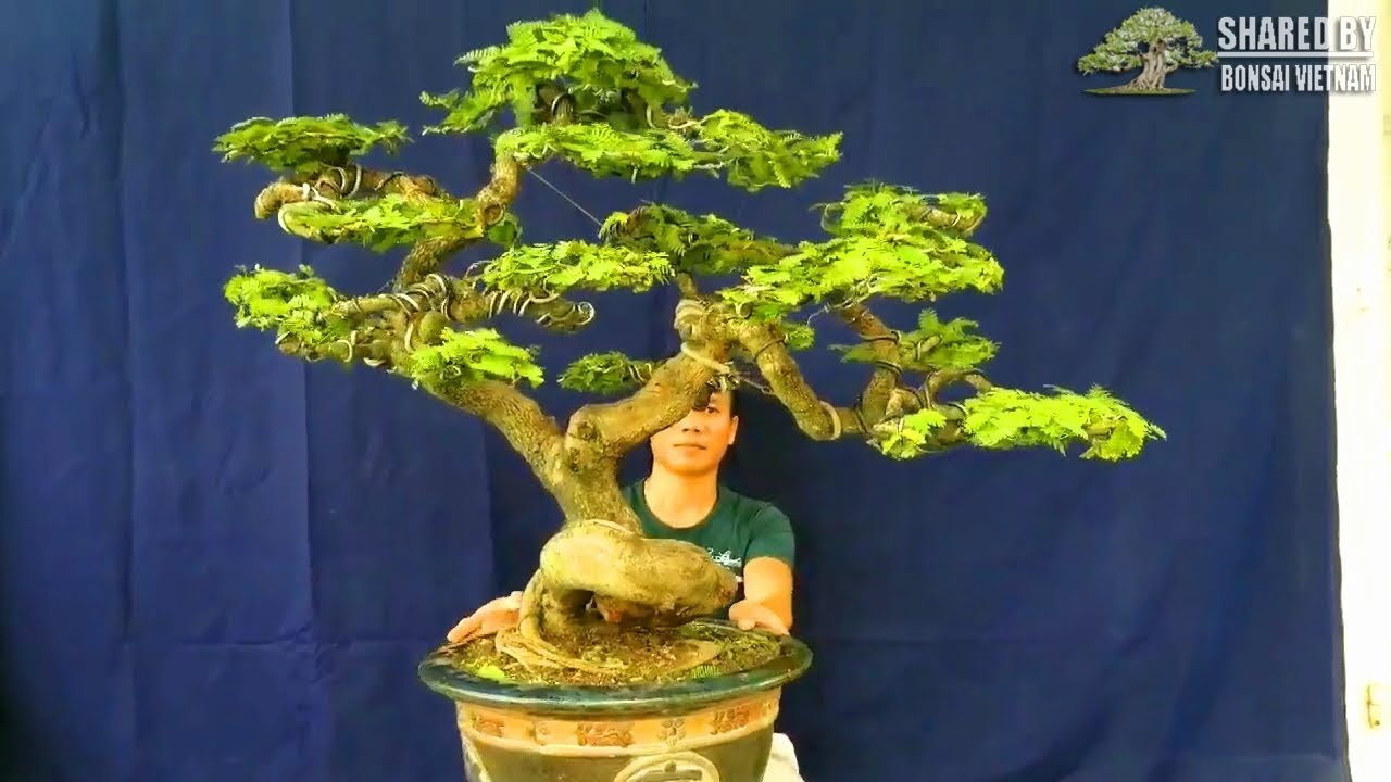 Bonsai Vietnam collection #103 || January 2019