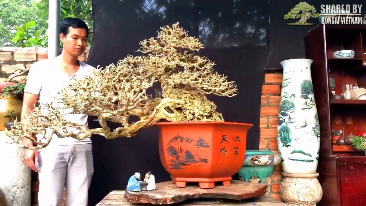 Bonsai Vietnam collection || January 2019 #102