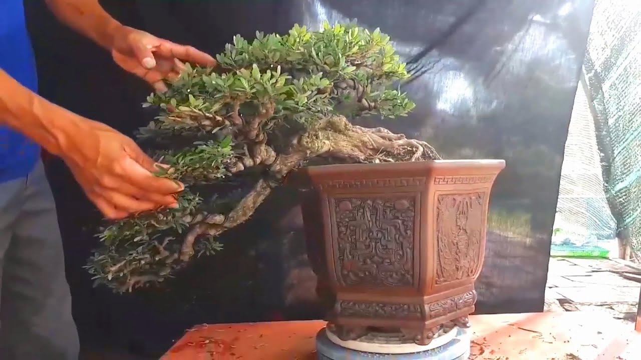 Bonsai Vietnam collection (July-2020)