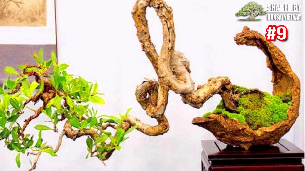 Bonsai bất quy tắc ▶9