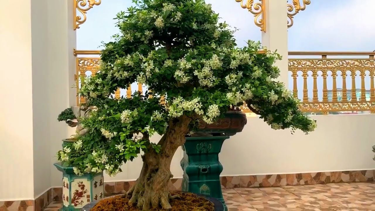 Bonsai blossom season: Laurus nobilis tree