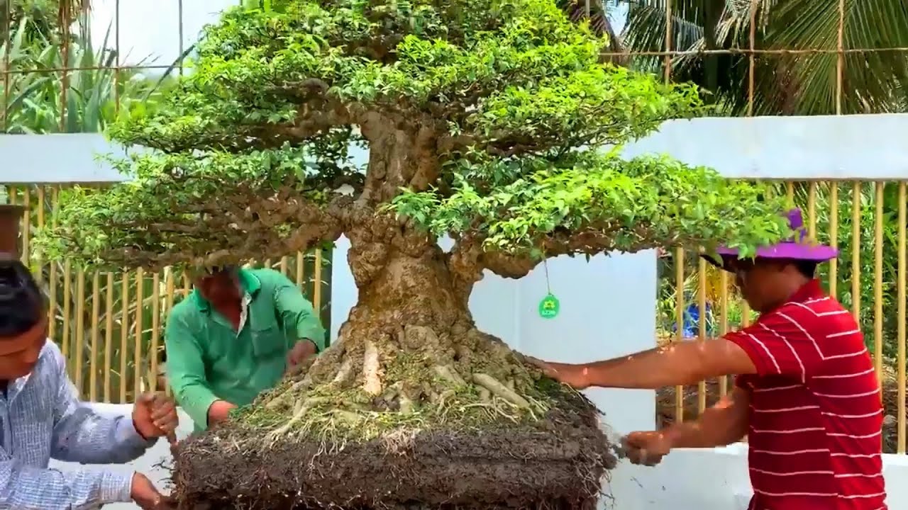 Bonsai blossom season in Vietnam: Wrightia religiosa