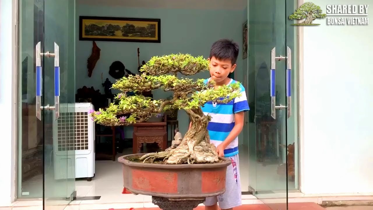 Bonsai của nghệ nhân Việt đang chia sẻ tháng 9 || Số #115