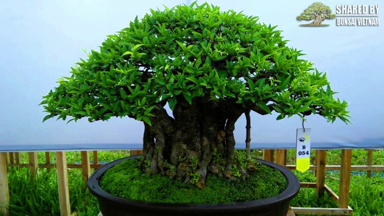 Bonsai đạt giải tại triển lãm Long An 2019