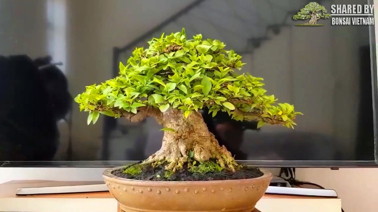 Bonsai đẹp Việt Nam chia sẻ tháng 9 || Số #116