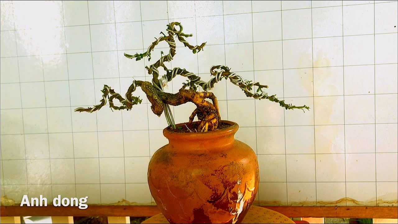 Bonsai đẹp chưa có tên