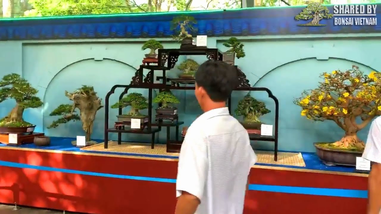 Bonsai đẹp nhất tại Suiseki Vietnam 2019 || Linh Sam