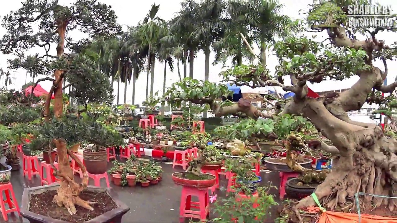 Bonsai đẹp như triển lãm ở Hội Chợ Mỹ Đình 2018