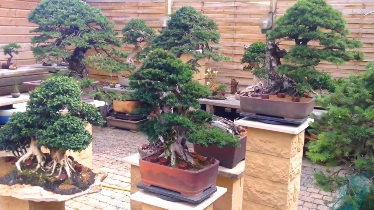 Bonsai đỉnh cao của các nghệ nhân người Pháp cho các bạn tham khảo