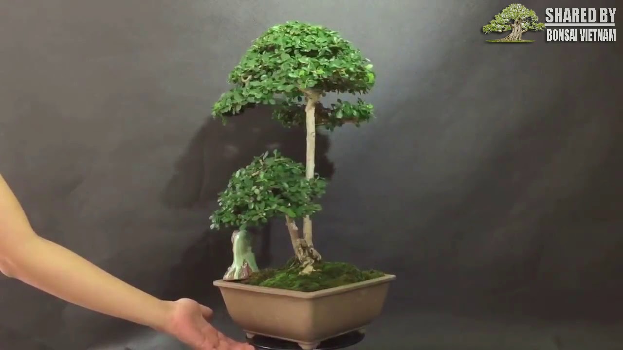 Bonsai đỉnh cao tháng 10 của nghệ nhân Việt