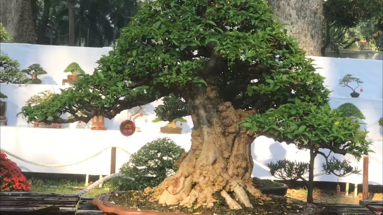 Bonsai dự thi hội xuân Tao dàn 2018