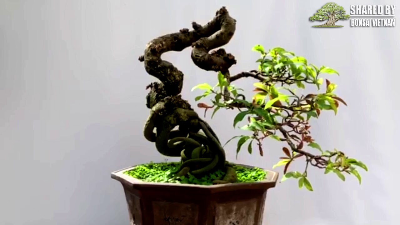 Bonsai giới thiệu trong tháng 11 || Phần 2