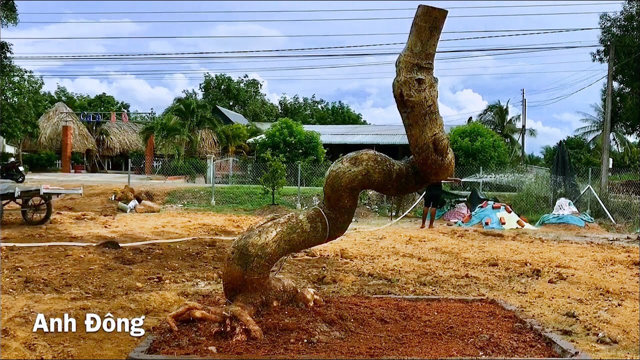 Bonsai long giáng hay long thăng ?