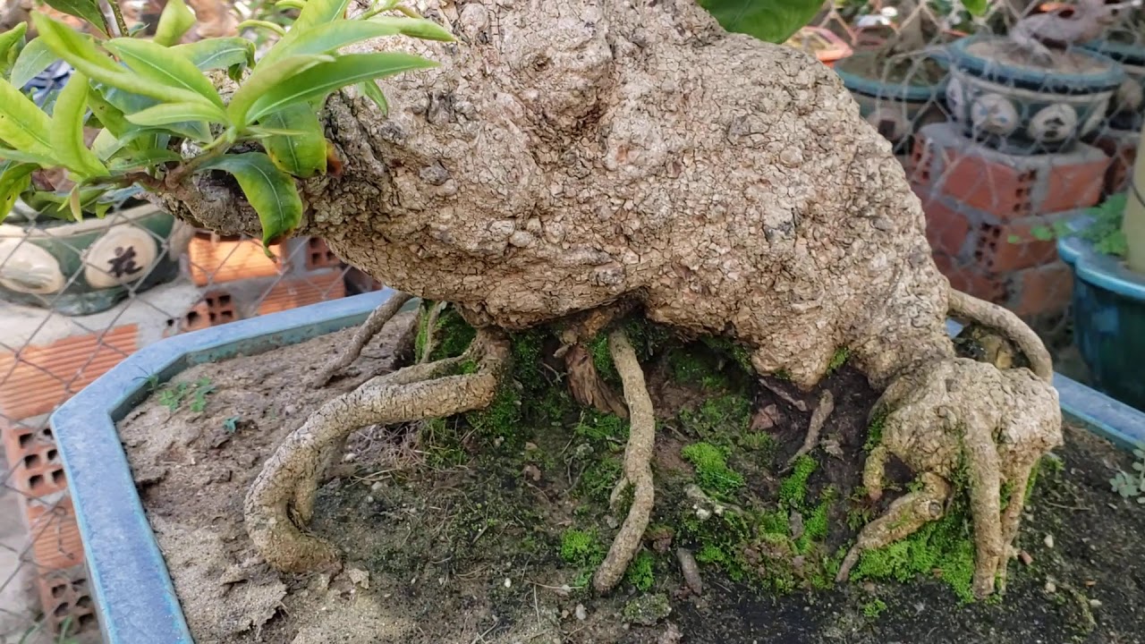 Bonsai mai vàng hàng khủng