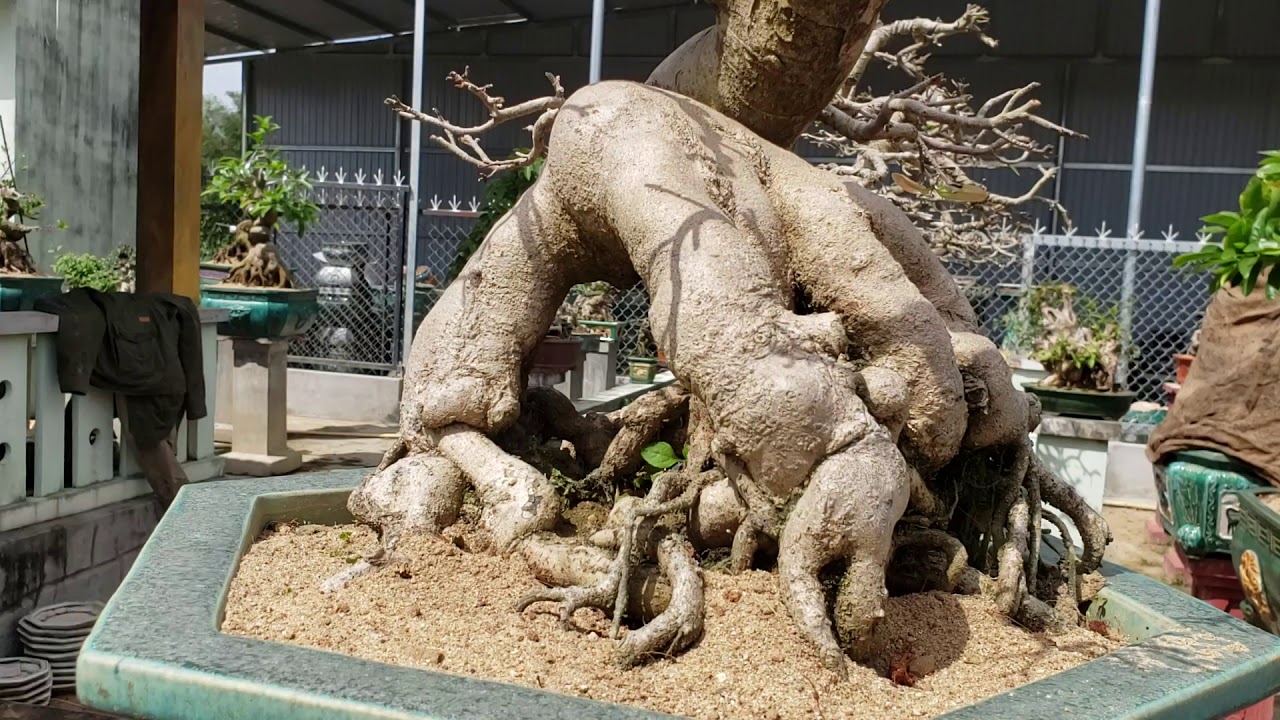 Bonsai mai vang