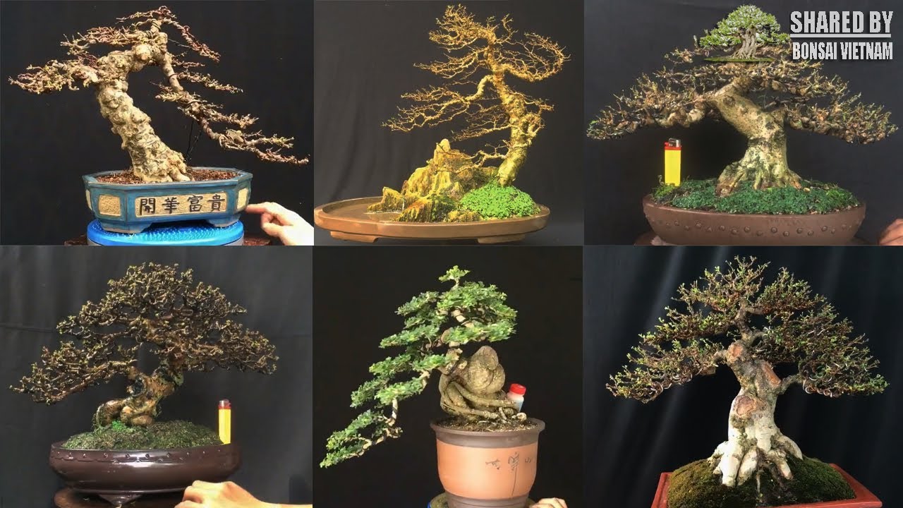 Bonsai mini Việt | 18 tác phẩm nhỏ mà có võ