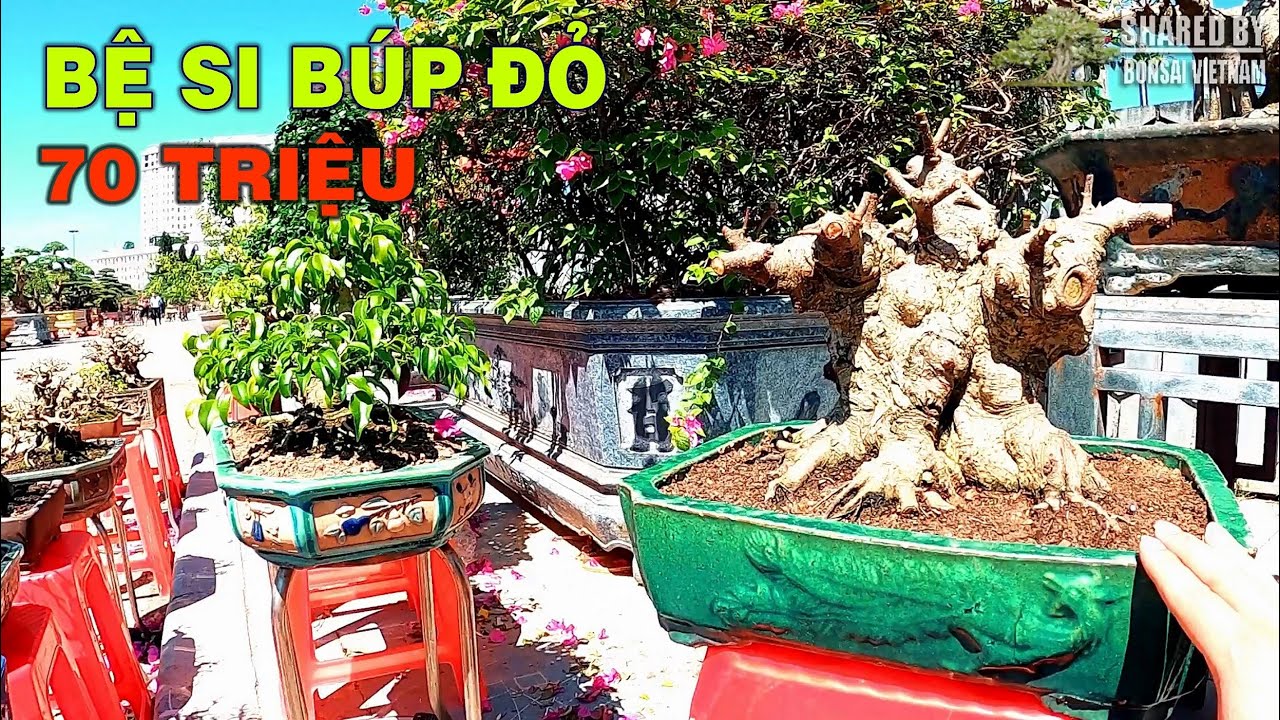 Bonsai mini bán ngoài khu trưng bày tưởng đơn giản mà có võ