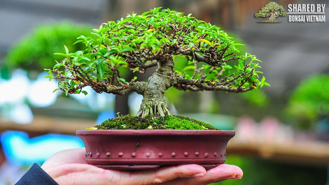 Bonsai mini đặt vừa bàn tay, trên cả tuyệt vời