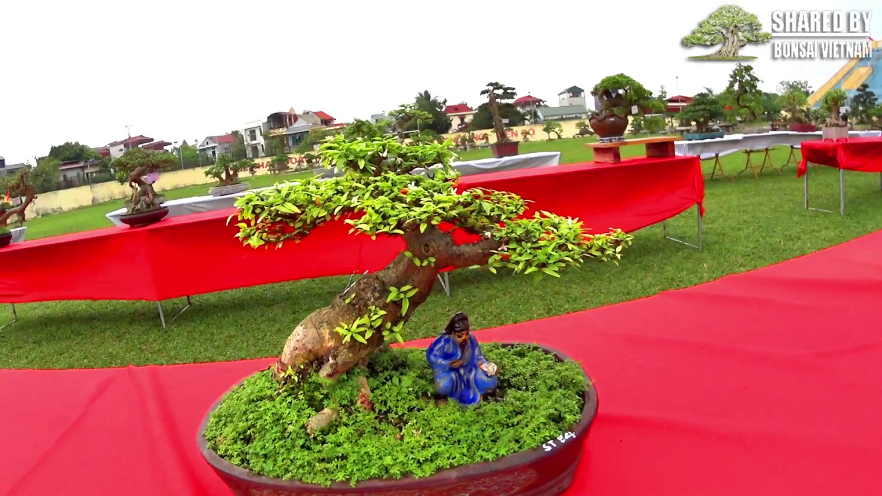 Bonsai mini ở triển lãm Sinh Vật Cảnh Sơn Tây 2019