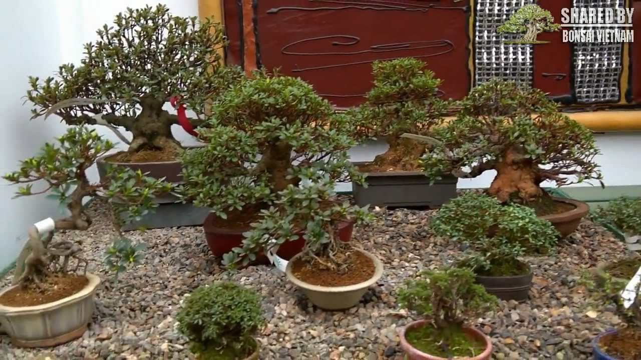 Bonsai nước ngoài, bộ sưu tập bonsai Mini quá đẹp