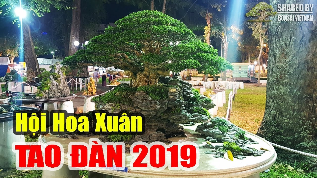 Bonsai ở Hội Hoa xuân Tao Đàn 2019 || Khu vực Tiểu Cảnh