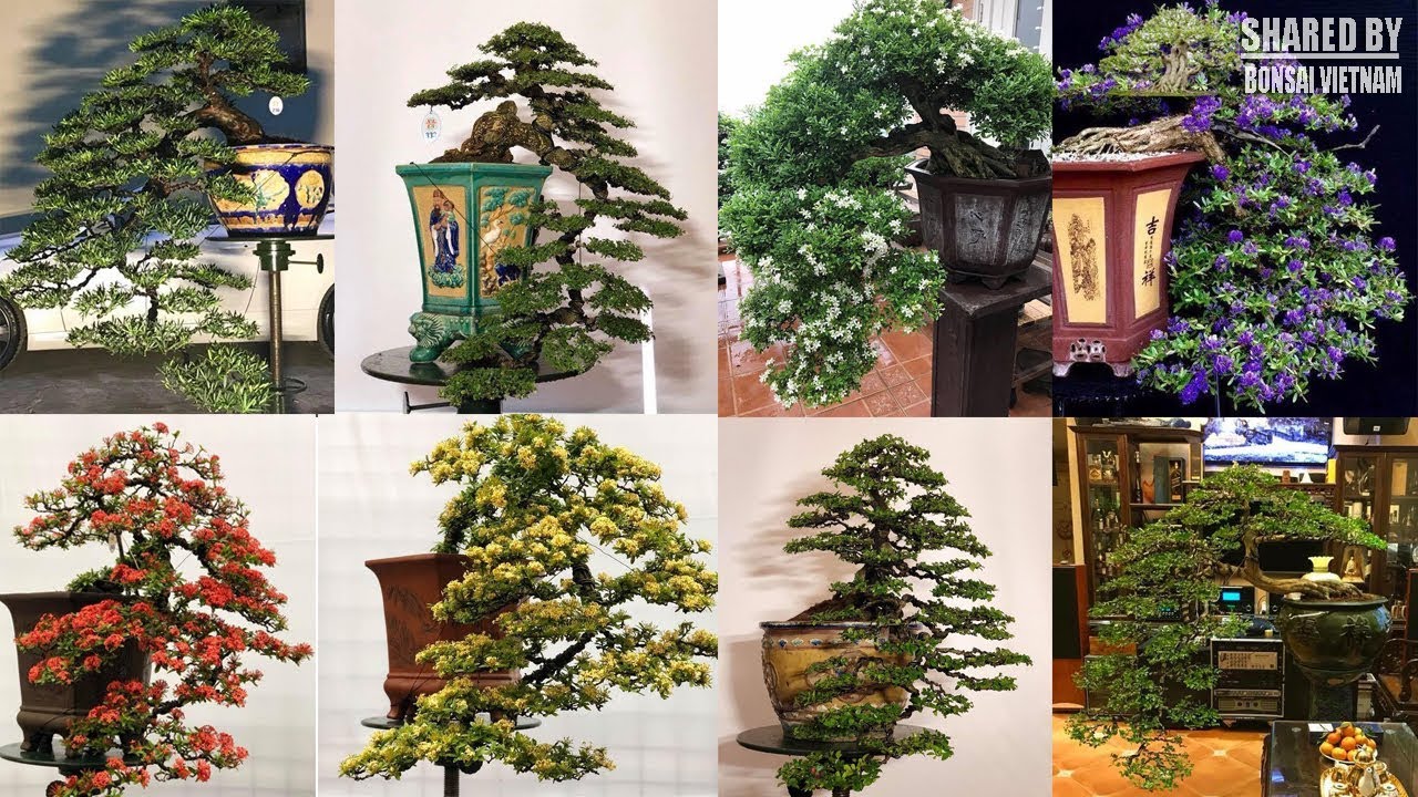 Bonsai thác đổ Việt Nam || Vietnam cascade bonsai style series