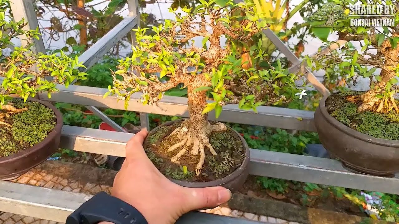 Bonsai thương mại hội chợ Long Biên của các nghệ nhân Miền Tây