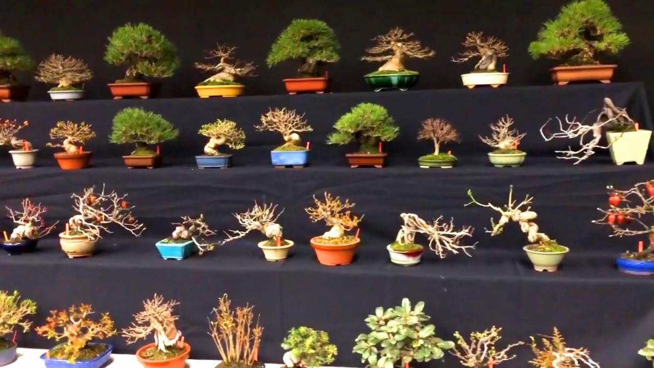 Bonsai trong triển lãm lớn nhất Châu Âu tại Bỉ năm 2020