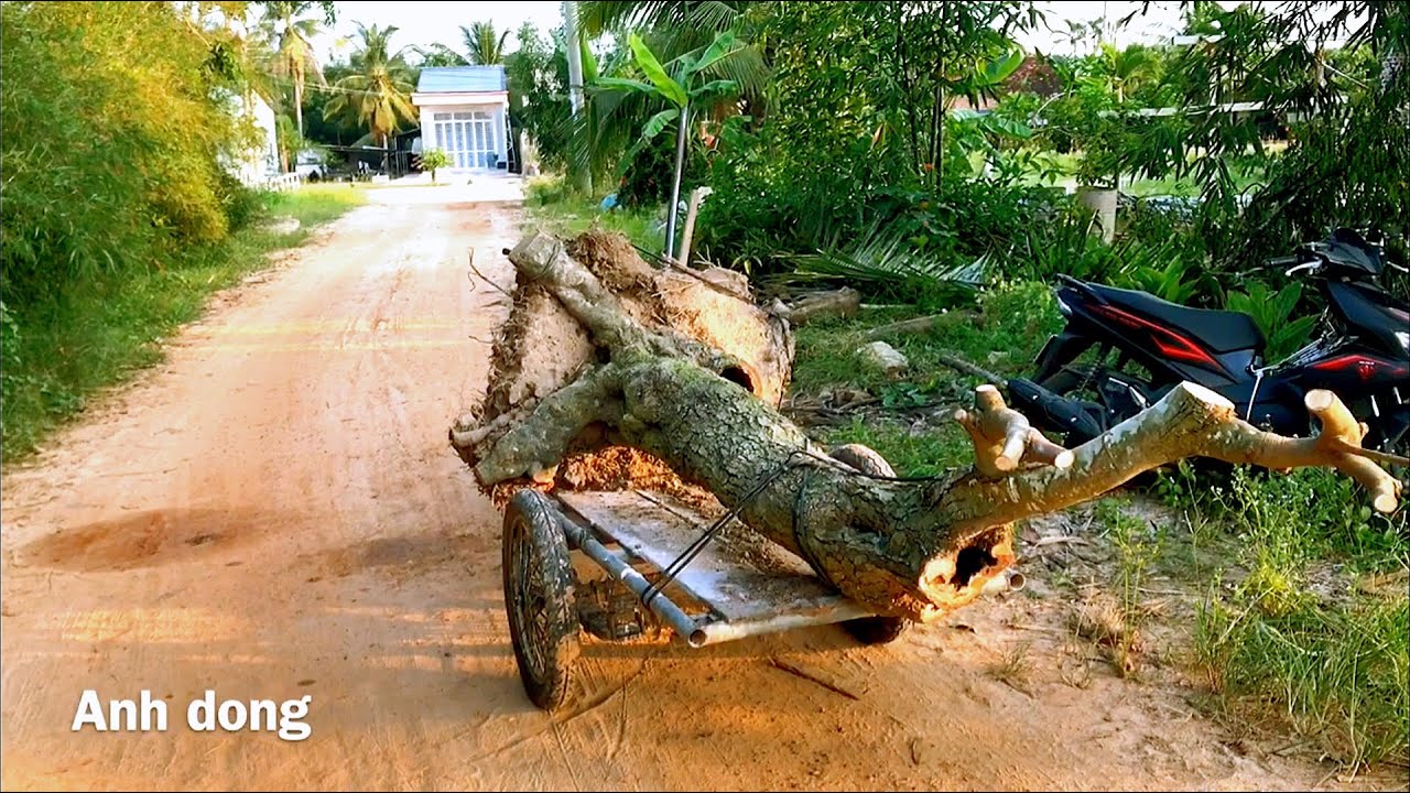 Bứng cây khế già khú đế