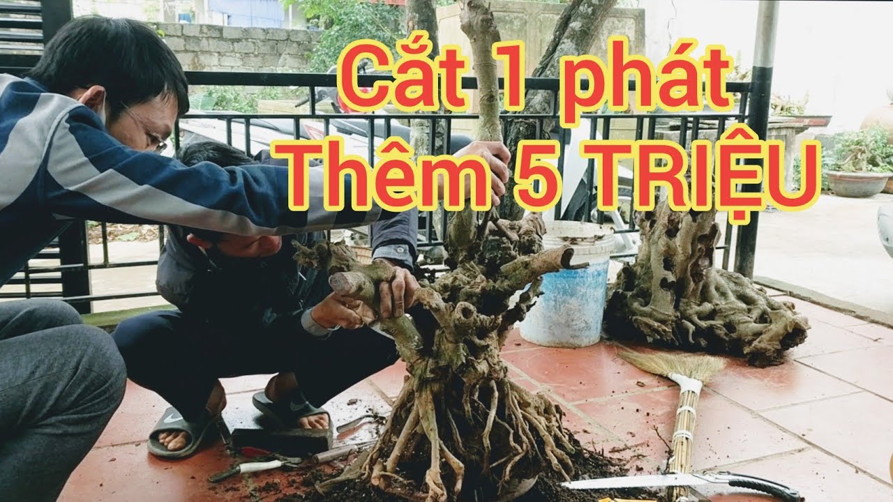 CẮT MỘT PHÁT thêm 5 TRIỆU cây si Cổ búp đỏ siêu u cục chia sẻ với anh em