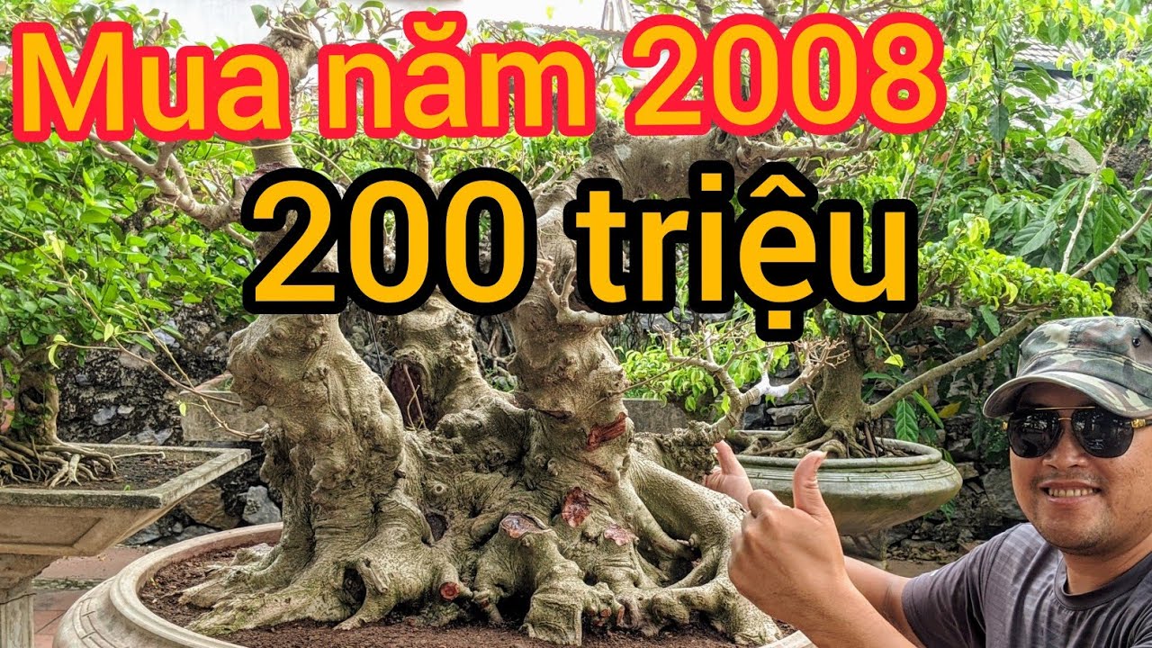 CHIA SẺ CÂY XANH LÁ MÓNG MUA   NĂM 2008 GIÁ 200 TRIỆU SAU 12 NĂM BỆ BÃI NHÂN KHÔNG RA