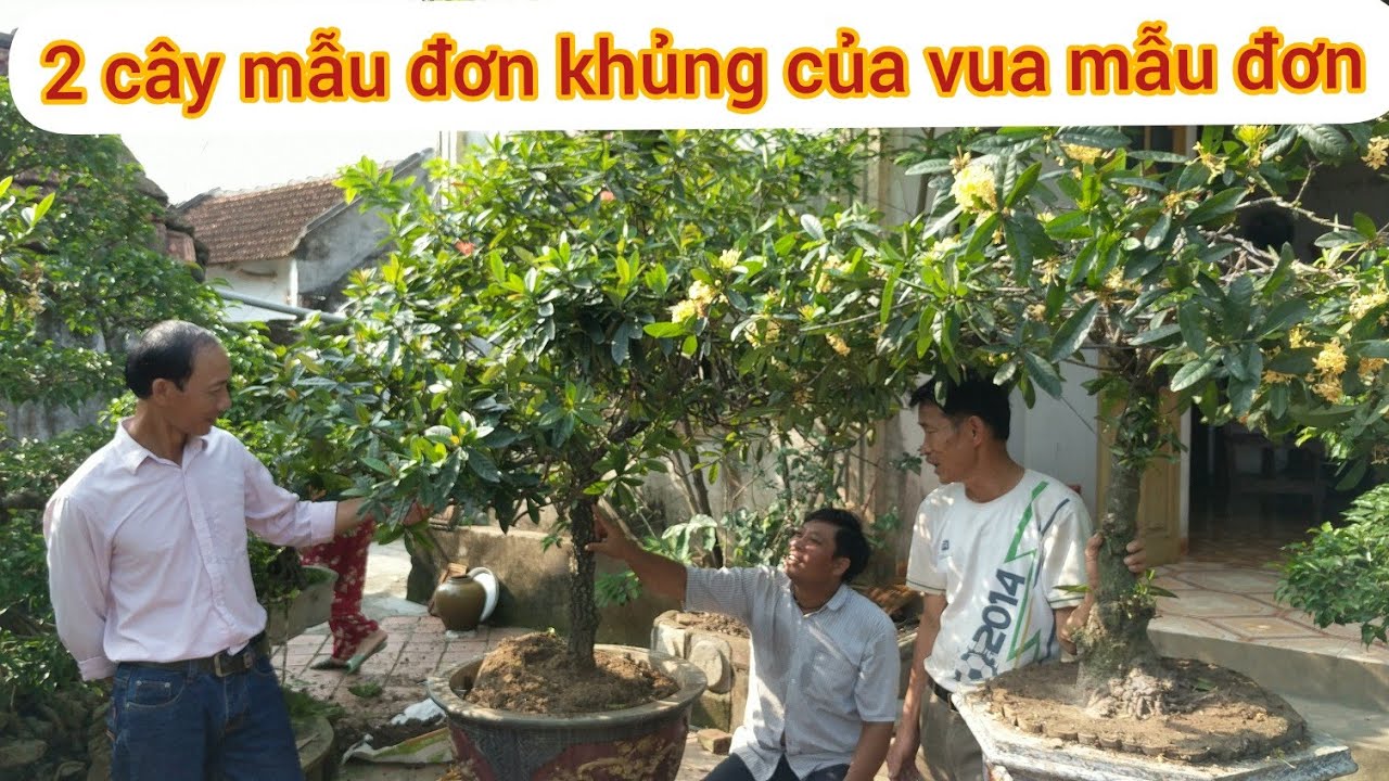 CHƠI NGÔNG BÁO GIÁ 90 triệu cây đơn ĐỎ 35 triệu ĐƠN VÀNG KHỦNG KHÔNG BIẾT CÓ NHẦM GIÁ KHÔNG