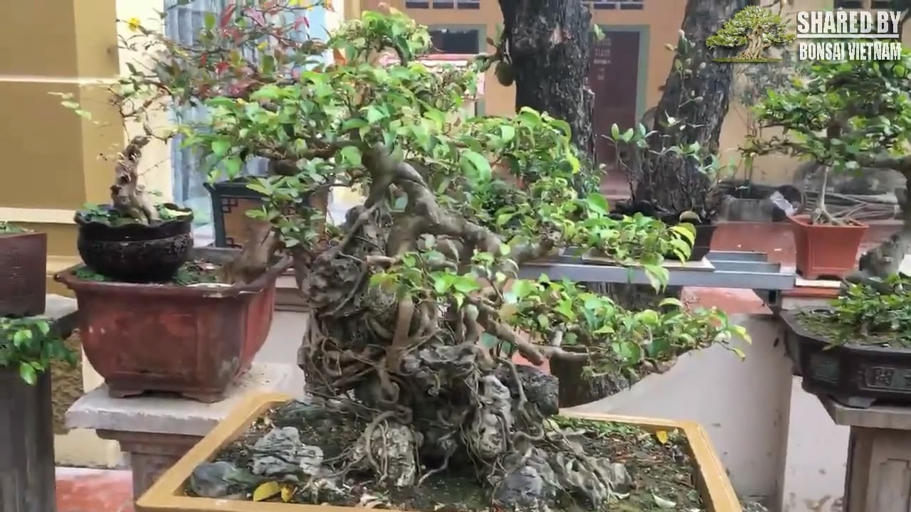 Cà phê ngắm bonsai mỗi sáng chủ nhật ở Vĩnh Phúc