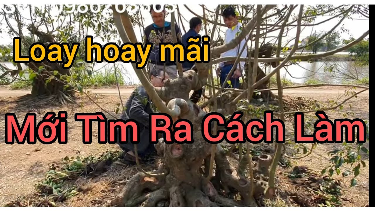 Các anh đang nghiên cứu 1 phôi sanh rất khó làm tại vườn phôi khủng của anh Đông.