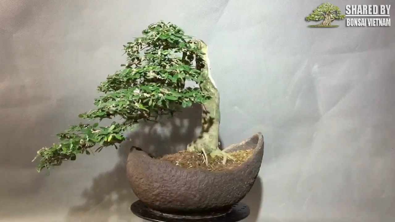 Các tác phẩm Bonsai Mini Việt Nam đang giao lưu