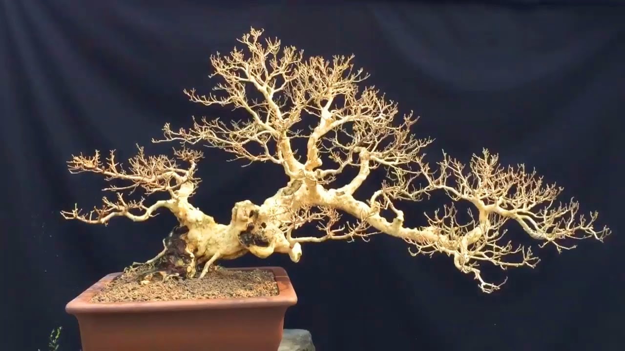 Các tác phẩm Bonsai Việt Nam đến từ một nghệ nhân trẻ