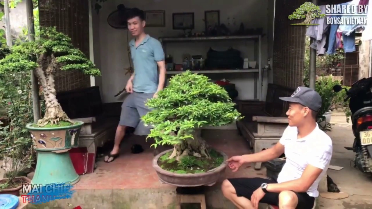 Các tác phẩm Bonsai Việt đang giao lưu tháng 6