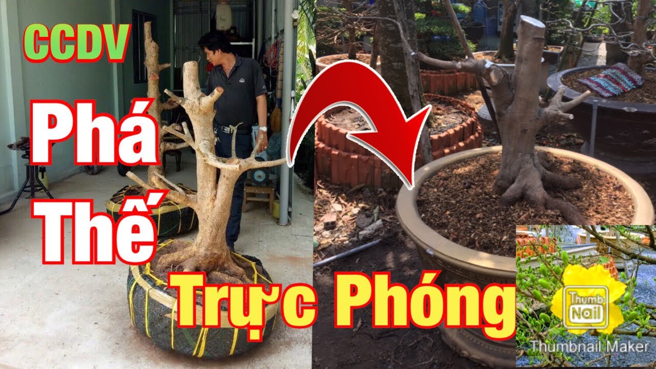 Cách Cắt Phá Thế Cây Mai Vàng | Tàng Thông Thành Trực Phóng ||CCDV.