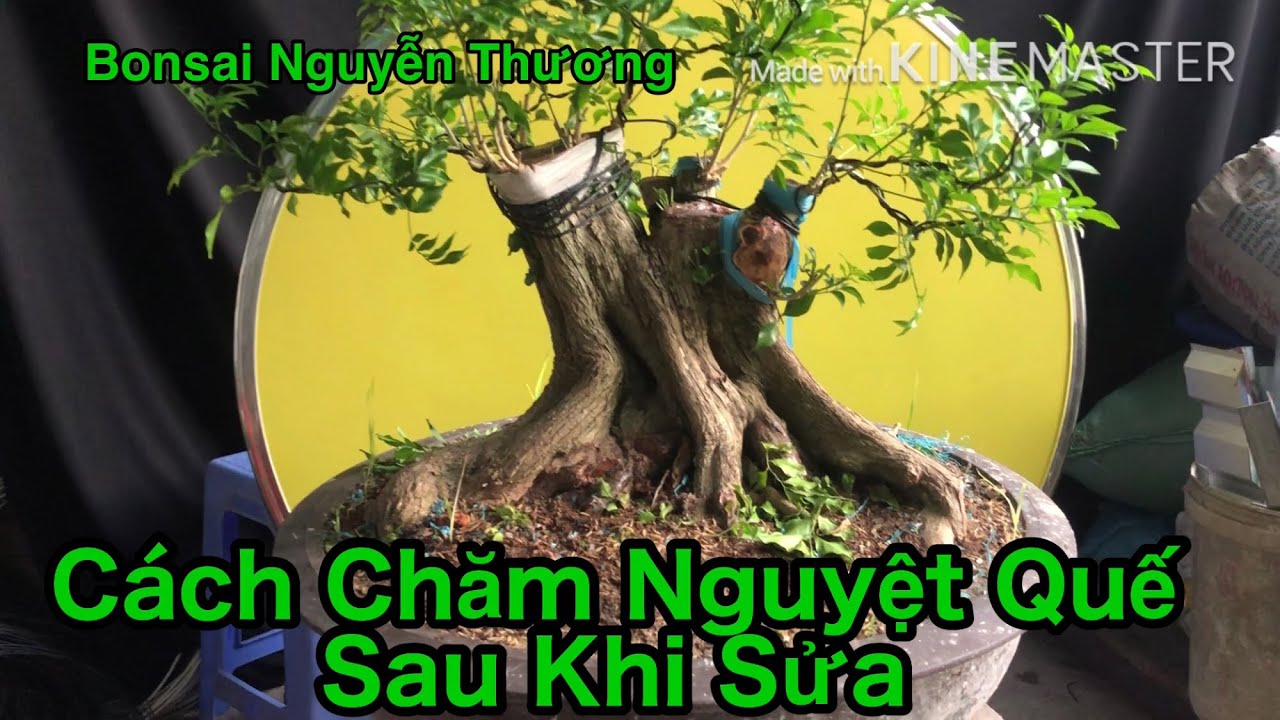 Cách Chăm Sóc Kiễng Bonsai Trồng Chậu Sau Khi Sửa. # Chăm Sóc Kiễng Bonsai.