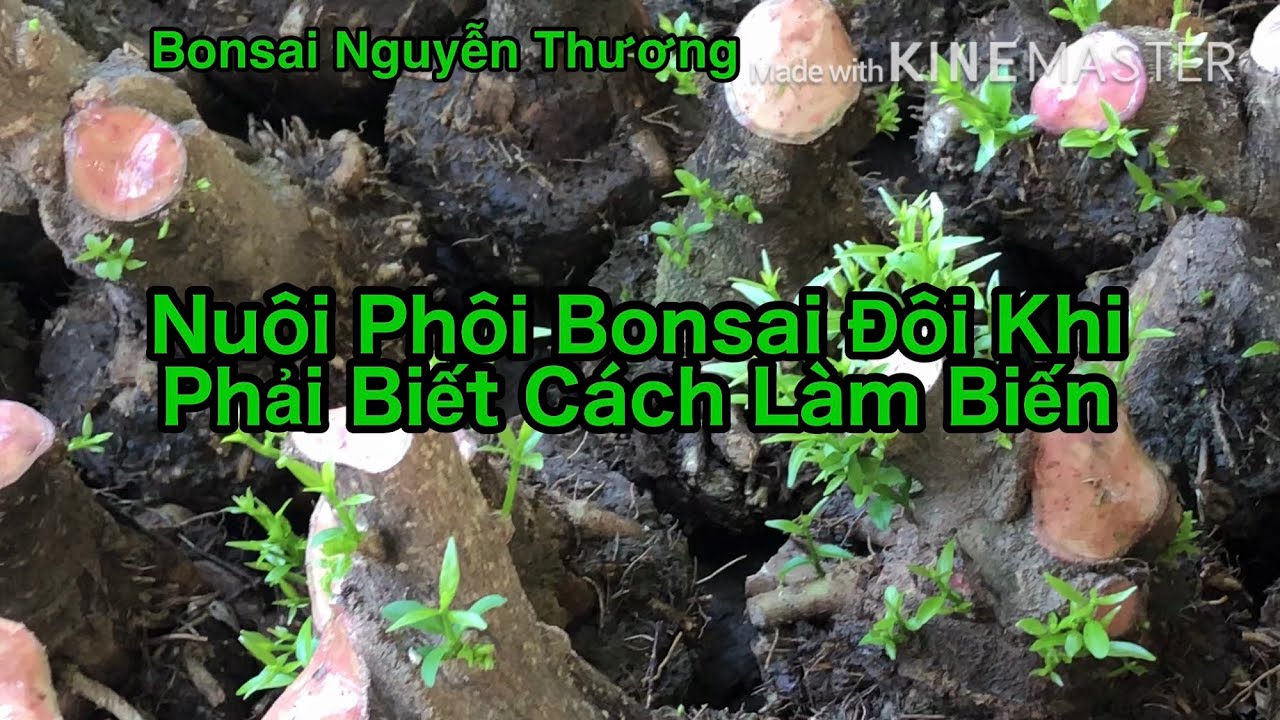 Cách Chăm Sóc Phôi Bonsai Đơn Giản Nhưng Rất Hiệu Quả.