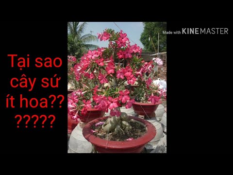 🌳Cách Để Cây Sứ Có Nhiều Hoa | adenium