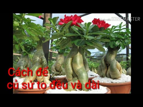 🌳🌺Cách Để Củ Sứ To Đều Và Đẹp