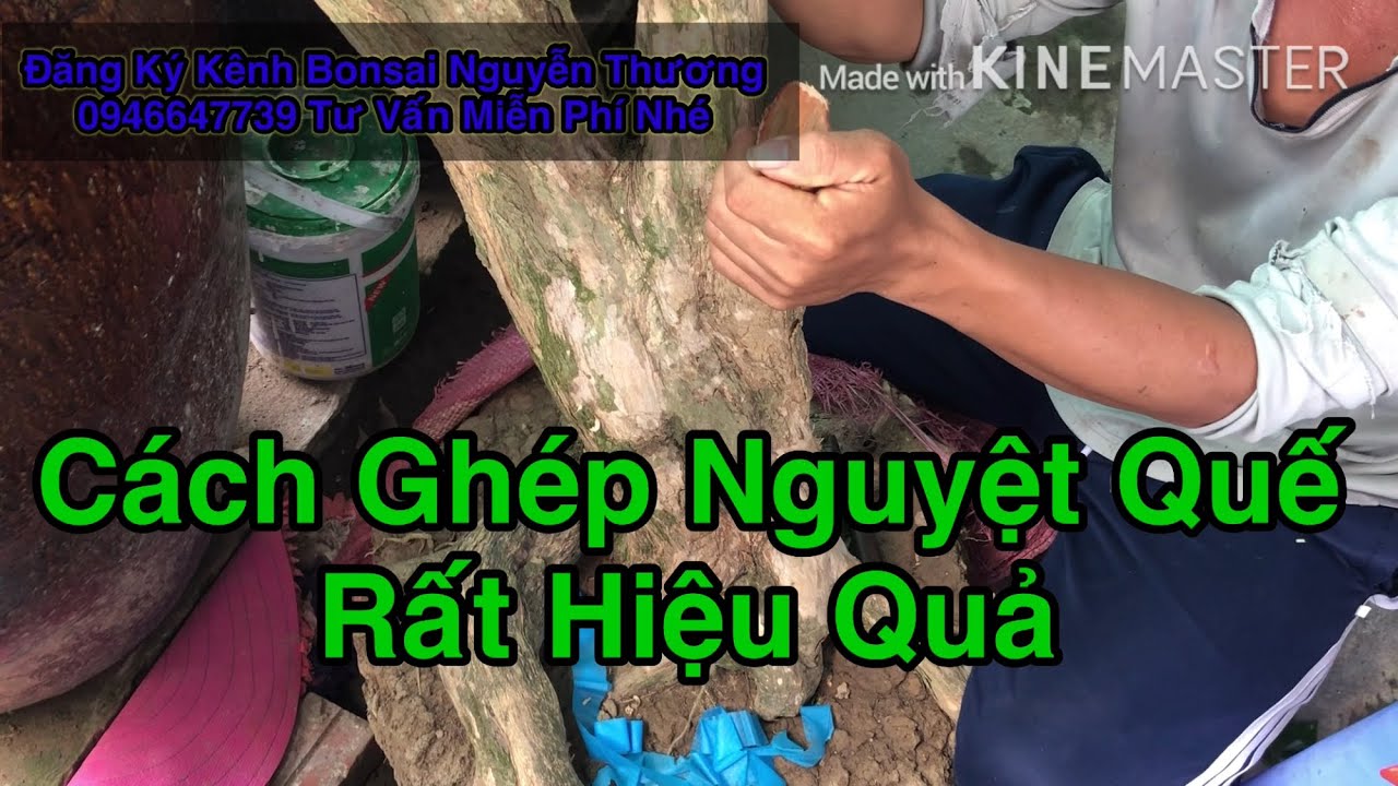 Cách Ghép Nguyệt Quế Hiệu Quả.