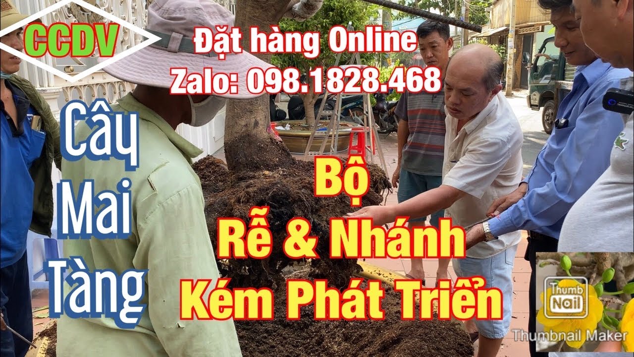 Cách Khắc Phục Cây Mai Tàng Có Bộ Rễ Và Nhánh Kém Phát Triển | Quận Tân Phú, Tp.HCM ||CCDV.